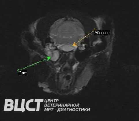 Диагностика абсцесса у кошек
