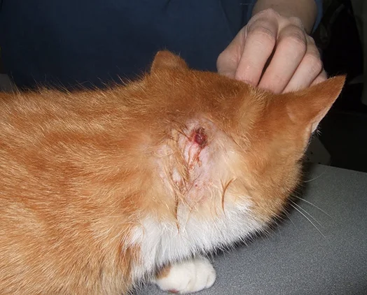 Гнойный абсцесс у кошек