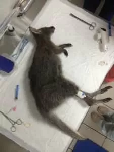 Австралийский кенгуру Валлаби