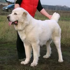 Алабай 6 лет