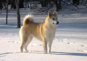 Лайка “Вульф”