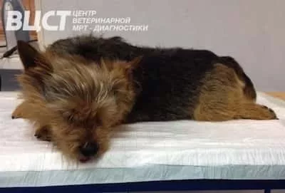 Обследование коленного сустава