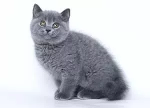 Котенок “Боня”