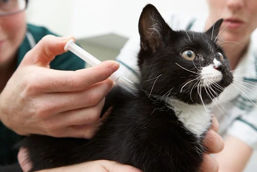 Инсульт у кошек и котов – симптомы, первые признаки, лечение, причины,  последствия, прогноз