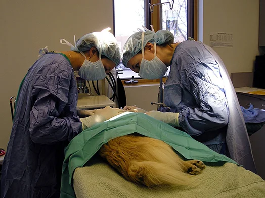 Хирургическое лечение абсцесса у собаки
