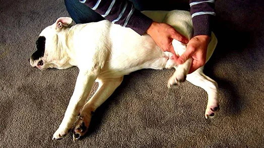 Абсцесс у собаки: симптомы, причины и лечение