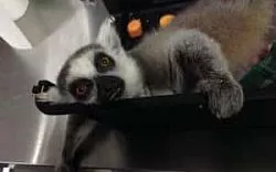 Лемур