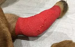 Разрывы связок у собак: причины, симптомы, диагностика и лечение