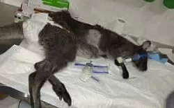 Кенгуру “Пончик”