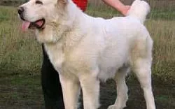 Алабай 6 лет