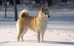 Лайка “Вульф”
