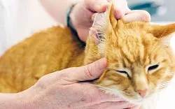 Отит у кошек – причины, симптомы, виды, диагностика, лечение