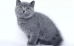 Котенок “Боня”
